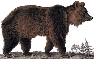 Ursus arctos crowtheri