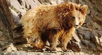 Ursus arctos gobiensis