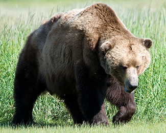 Ursus arctos gyas