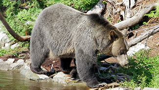 Ursus arctos horribilis