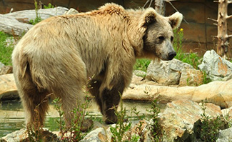 Ursus arctos isabellinus