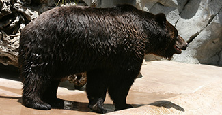 Ursus arctos lasiotus