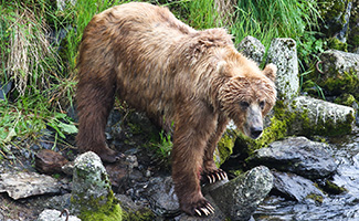 Ursus arctos middendorffi