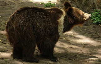 Ursus arctos pruinosus