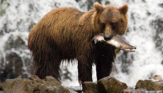 Ursus arctos sitkensis