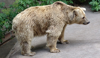 Ursus arctos syriacus