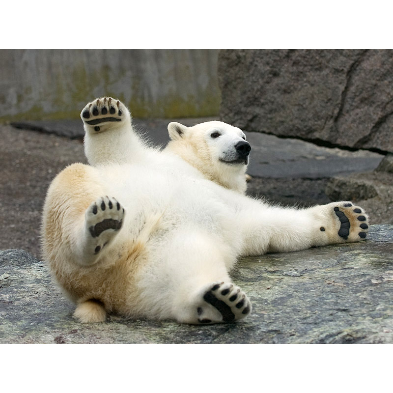 Белый медведь (Ursus maritimus) Фото №5