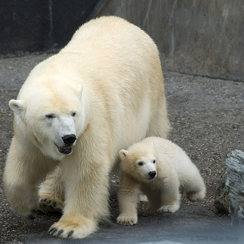 Белый медведь (Ursus maritimus) Фото №8