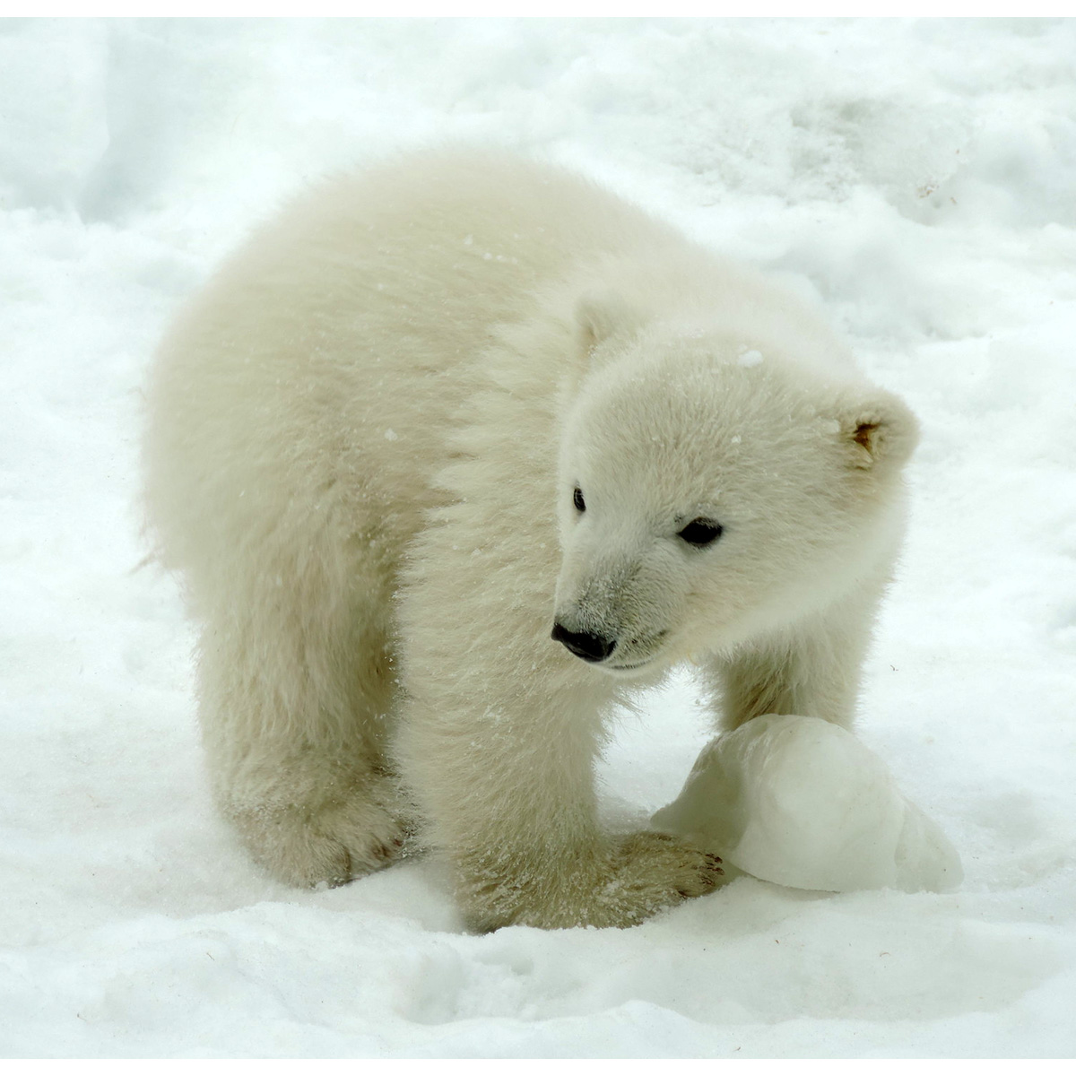 Белый медведь (Ursus maritimus) Фото №9