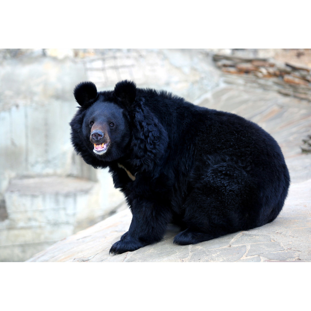 Гималайский медведь (Ursus thibetanus) Фото №2