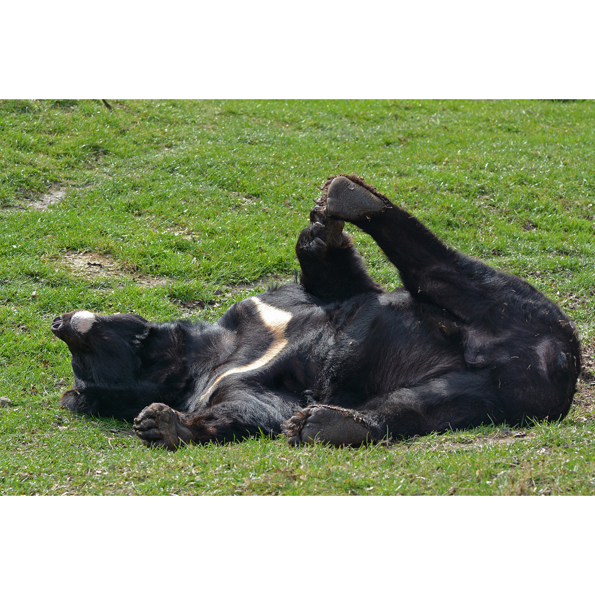 Гималайский медведь (Ursus thibetanus) Фото №5