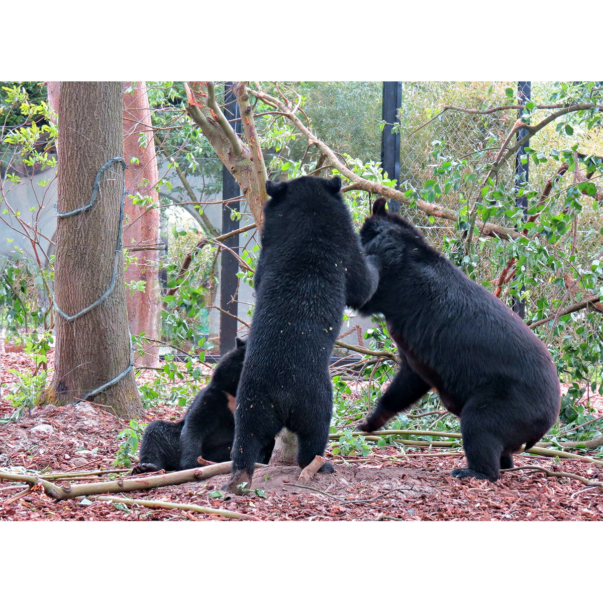Гималайский медведь (Ursus thibetanus) Фото №6