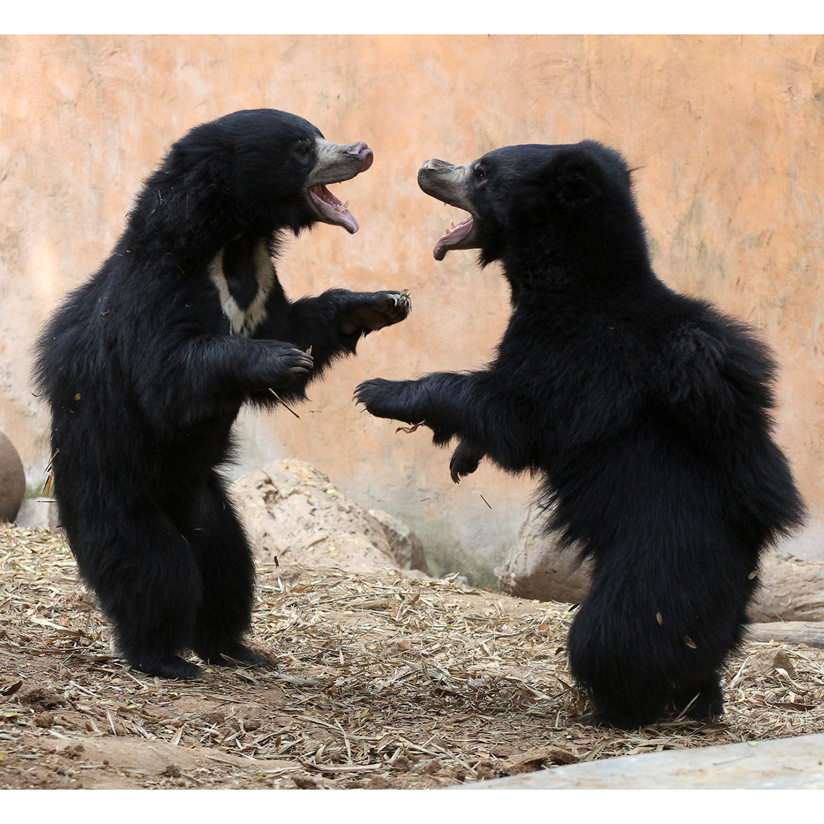 Гималайский медведь (Ursus thibetanus) Фото №7