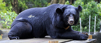 Ursus thibetanus formosanus