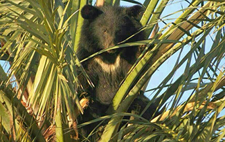 Ursus thibetanus gedrosianus
