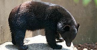 Ursus thibetanus japonicus