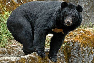Ursus thibetanus laniger