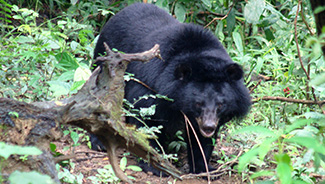 Ursus thibetanus mupinensis