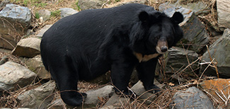Ursus thibetanus thibetanus