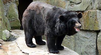 Ursus thibetanus ussuricus