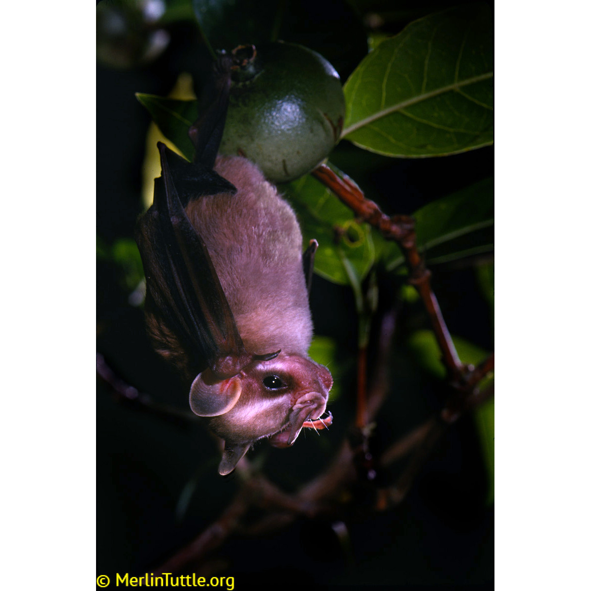 Малый желтоухий листонос (Vampyressa pusilla) Фото №2