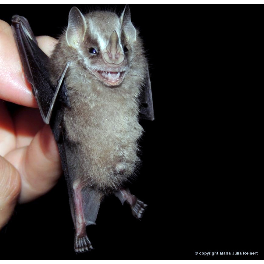 Малый желтоухий листонос (Vampyressa pusilla) Фото №3
