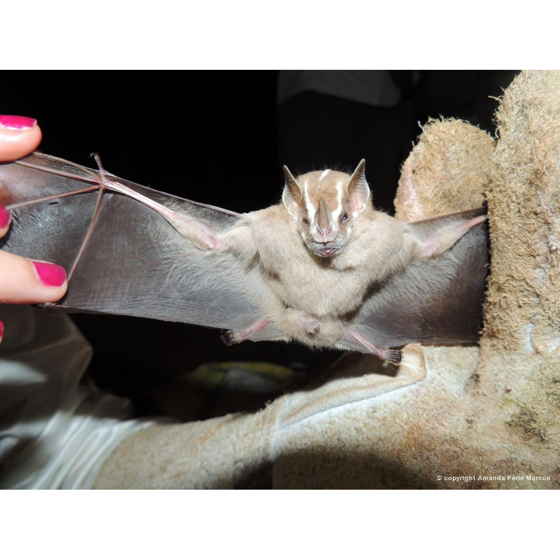 Малый желтоухий листонос (Vampyressa pusilla) Фото №4