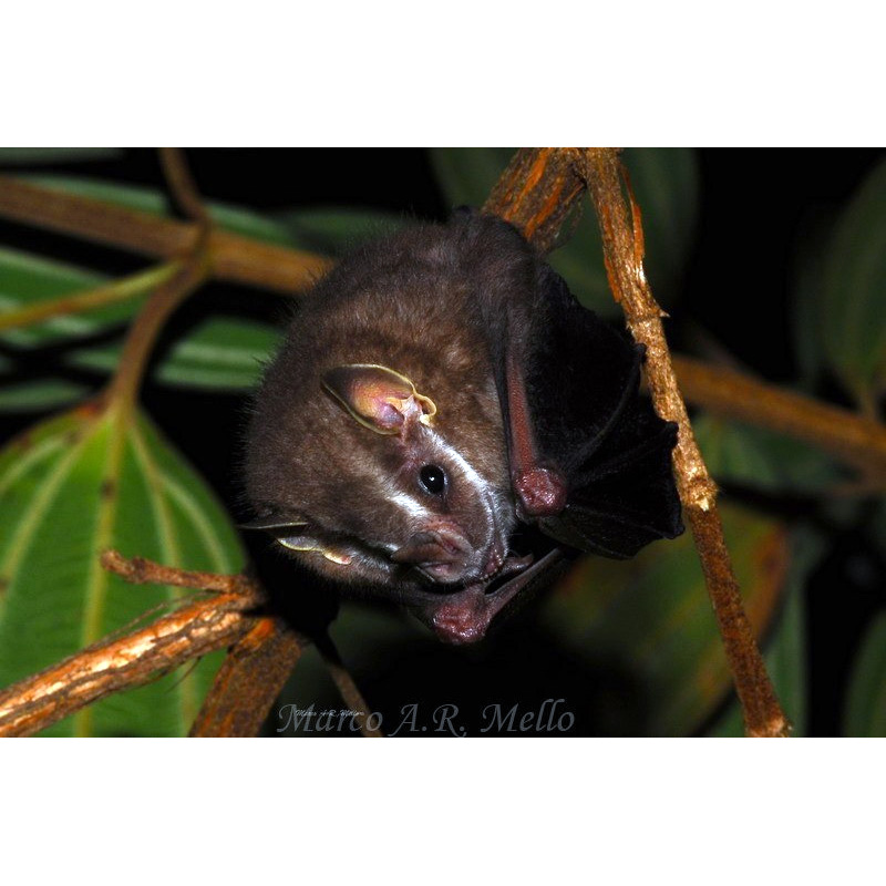 Малый желтоухий листонос (Vampyressa pusilla) Фото №6
