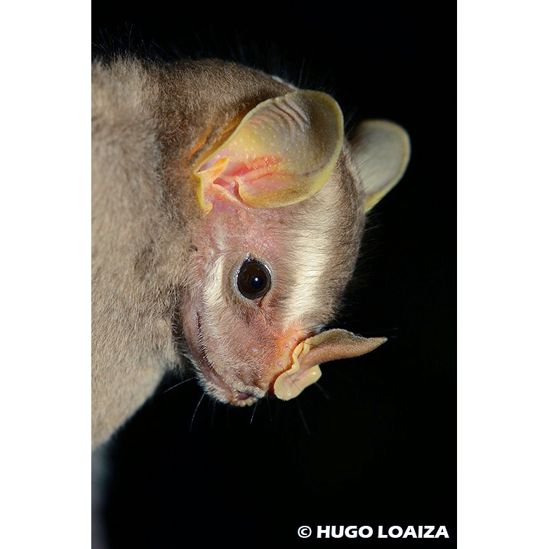 Желтоухий широконос Добсона (Vampyriscus bidens) Фото №10