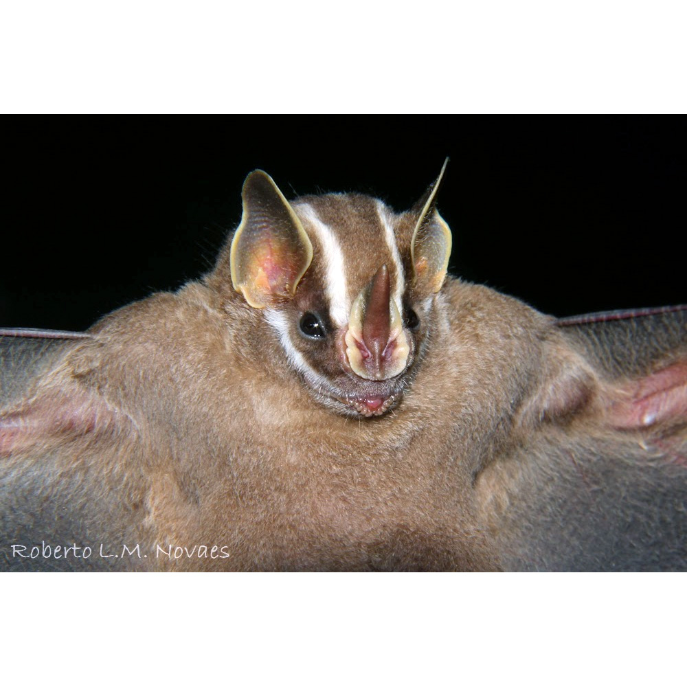 Желтоухий широконос Добсона (Vampyriscus bidens) Фото №5
