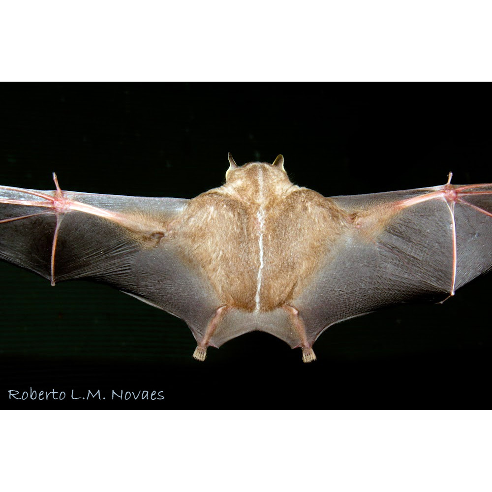 Желтоухий широконос Добсона (Vampyriscus bidens) Фото №6