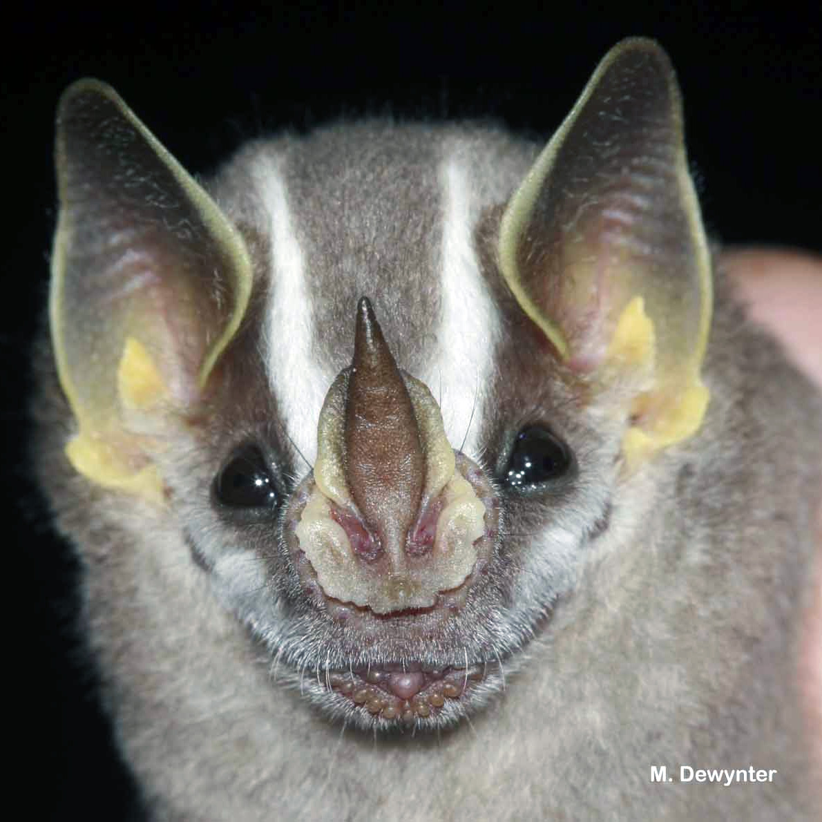 Гвианский желтоухий широконос (Vampyriscus brocki) Фото №2