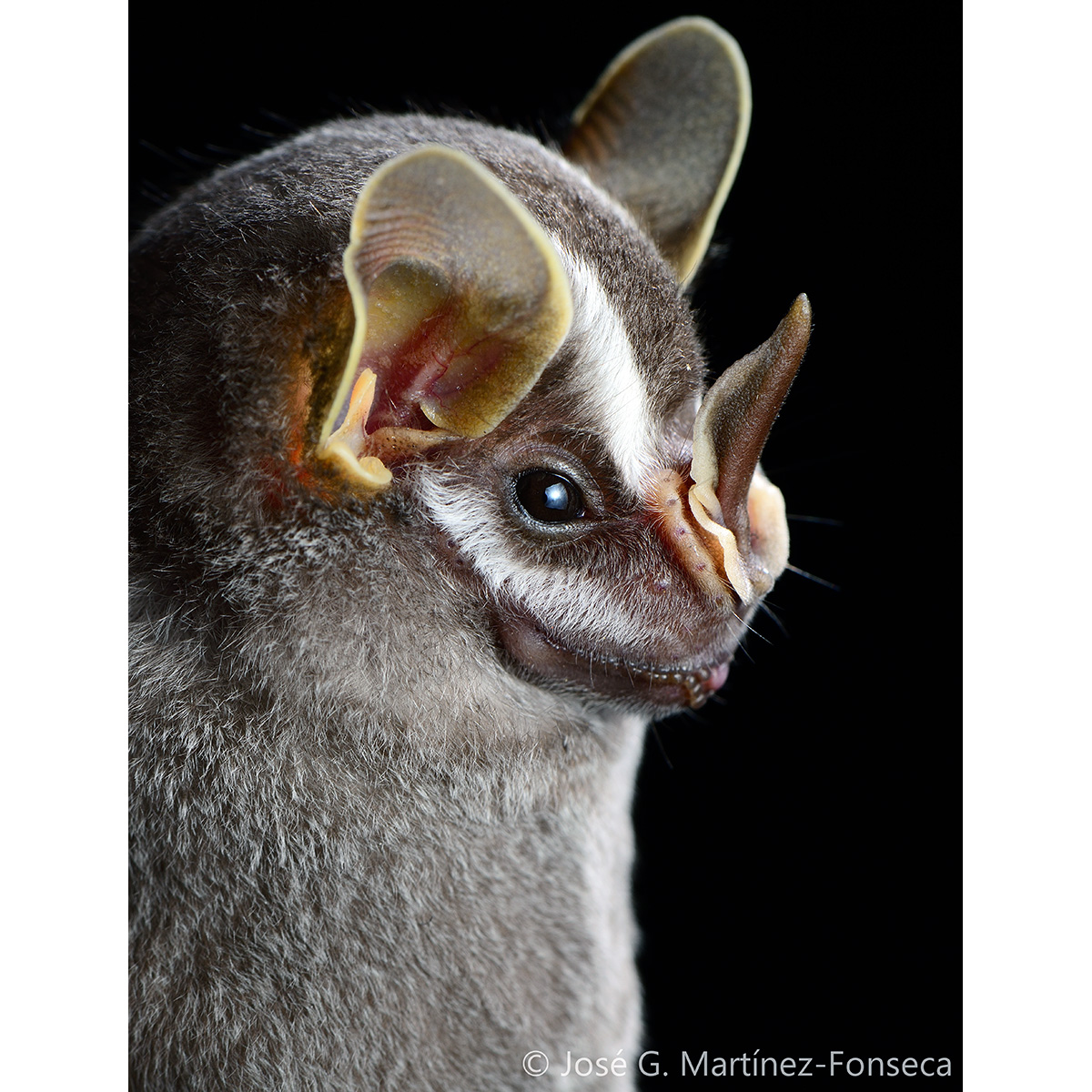 Гвианский желтоухий широконос (Vampyriscus brocki) Фото №3