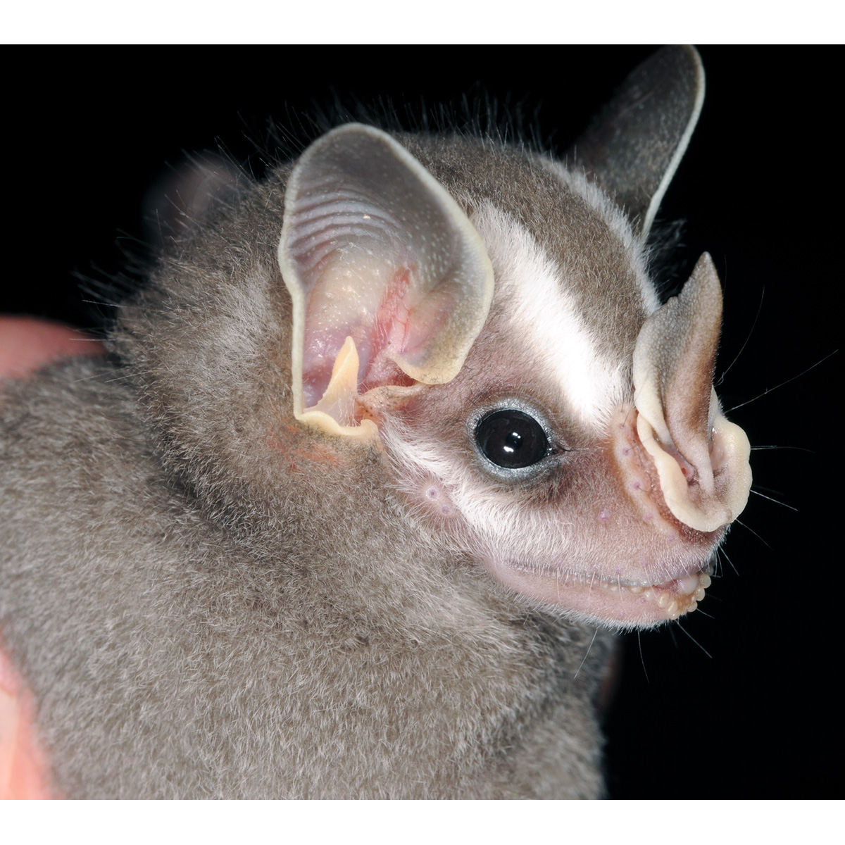 Гвианский желтоухий широконос (Vampyriscus brocki) Фото №4