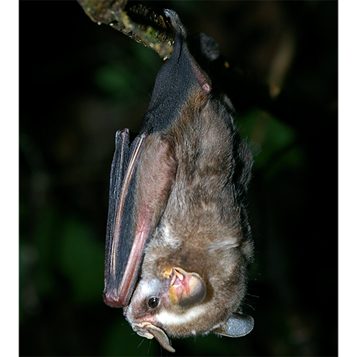 Род Vampyriscus  фото