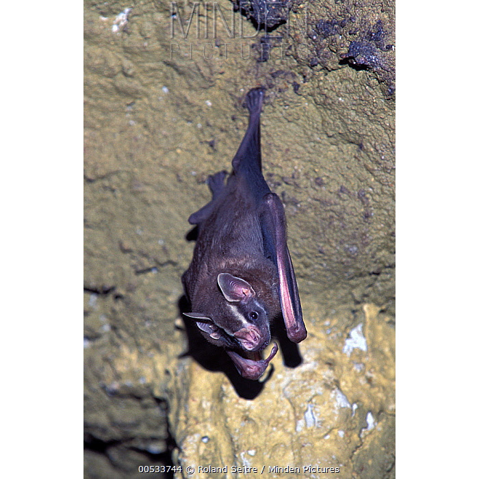 Полосатолицый широконос (Vampyrodes caraccioli) Фото №4