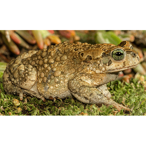  Род Vandijkophrynus  фото