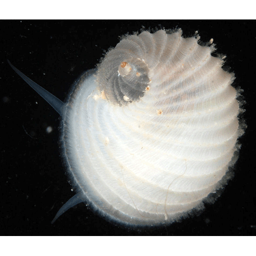 Семейство Vanikoroidea  фото