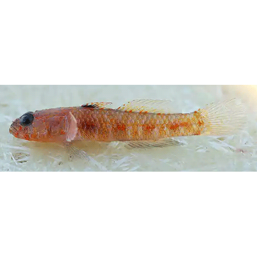 Род Vanneaugobius фото