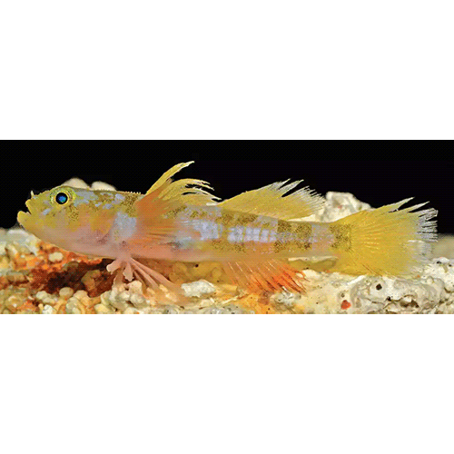 Род Varicus фото