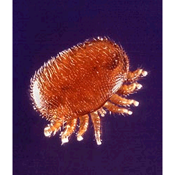 Семейство Varroidae фото