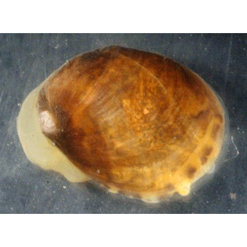 Семейство Velutinoidea  фото
