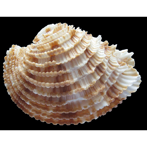 Семейство Veneroidea  фото