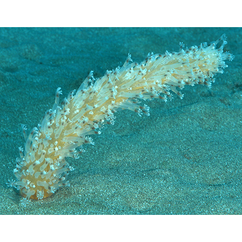 Семейство Veretillidae  фото