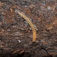 Семейство Verhoeffiidae фото
