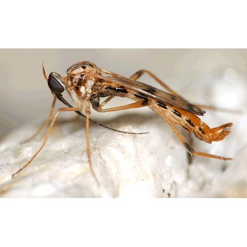 Семейство Vermileonidae фото