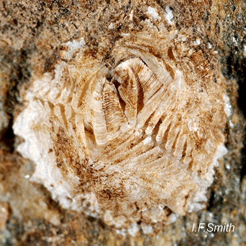 Семейство Verrucidae фото