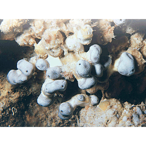 Семейство Verticillitidae  фото