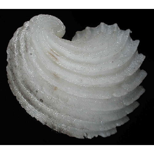 Семейство Verticordioidea  фото
