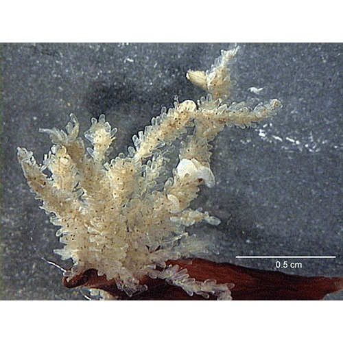 Семейство Vesiculariidae фото